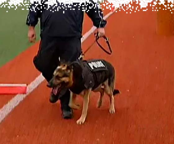 K9-VESTS-gallery-10