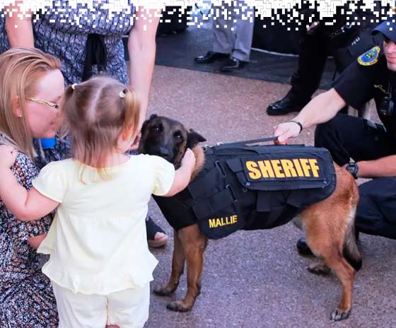 K9-VESTS-gallery-13