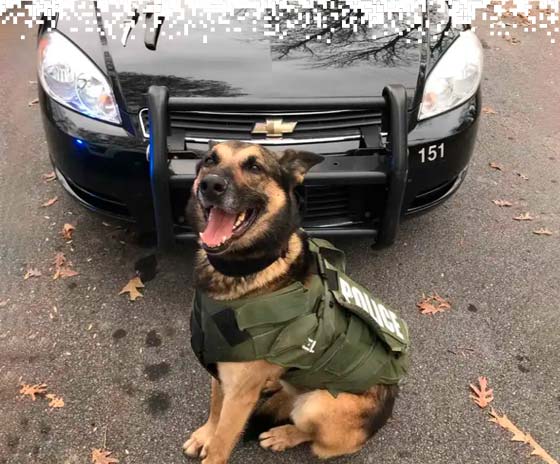 K9-VESTS-gallery-4