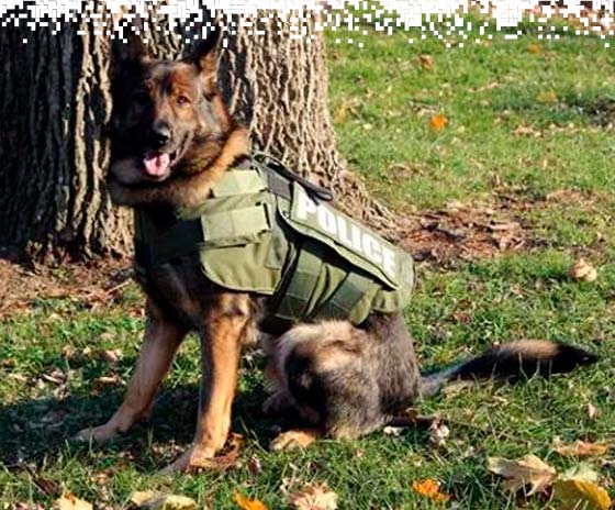 Tactical Armoured K9 Vest - Lightweight and Mobile