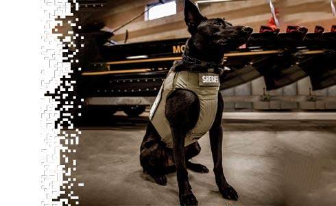 Florida Sheriff's Office K-9's gifted with bulletproof vests
