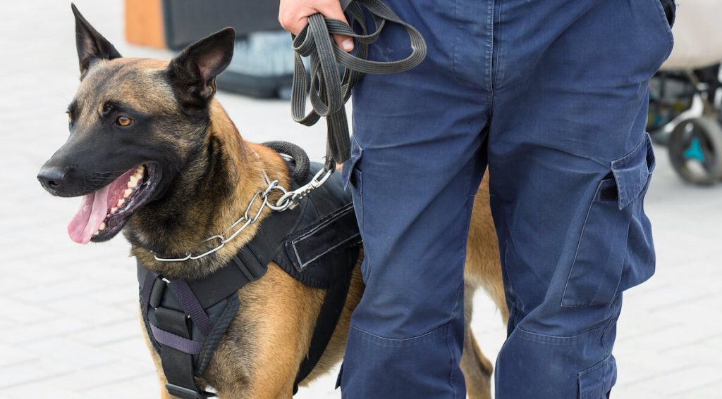 Belgian malinois best k9 police dog for patrol