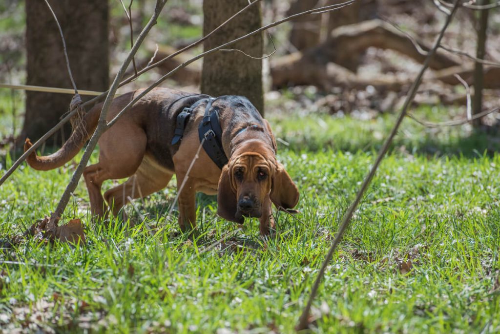 Bloodhounds as K9s good for sniffing and tracking