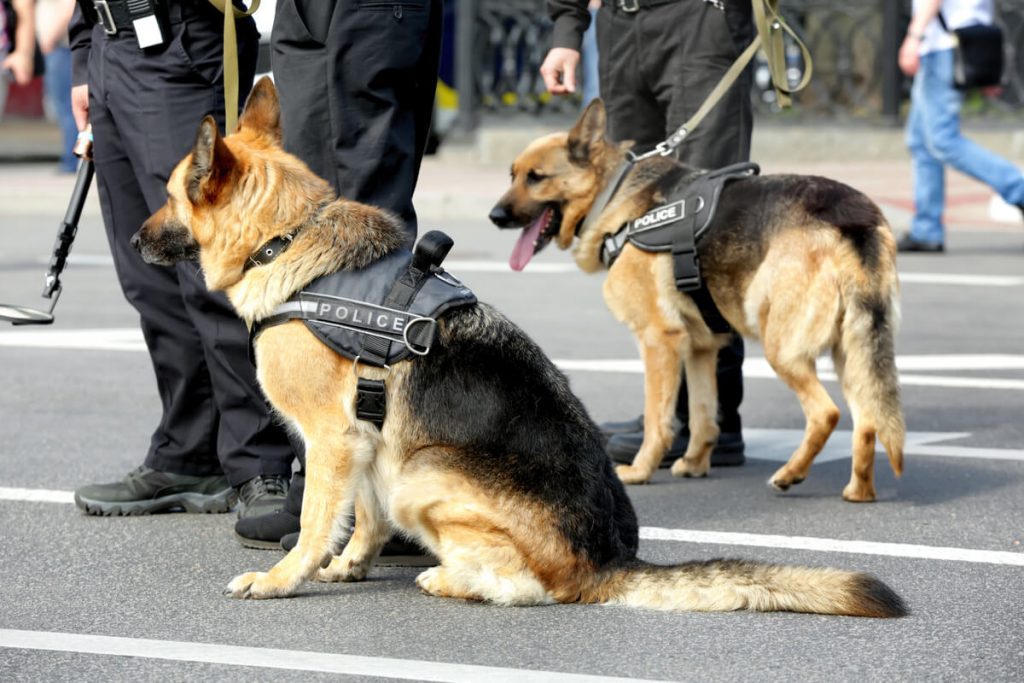 German shepherds K9 breed