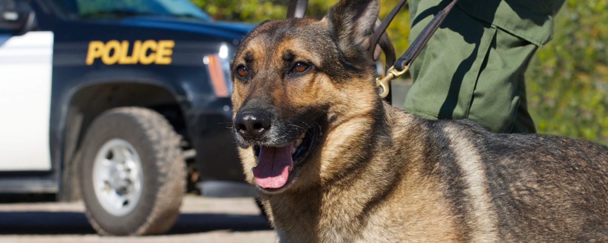K9 Police Dog - German Shepherd breed