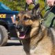 K9 Police Dog - German Shepherd breed