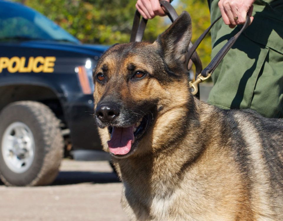 K9 Police Dog - German Shepherd breed