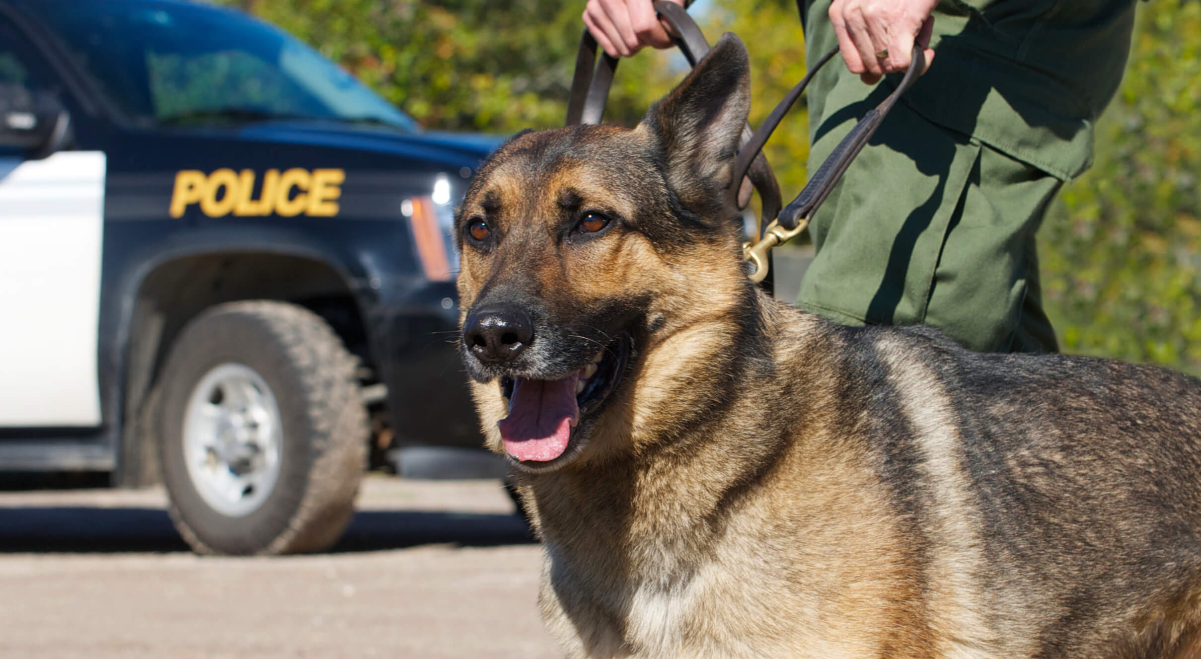 K9 Police Dog - German Shepherd breed