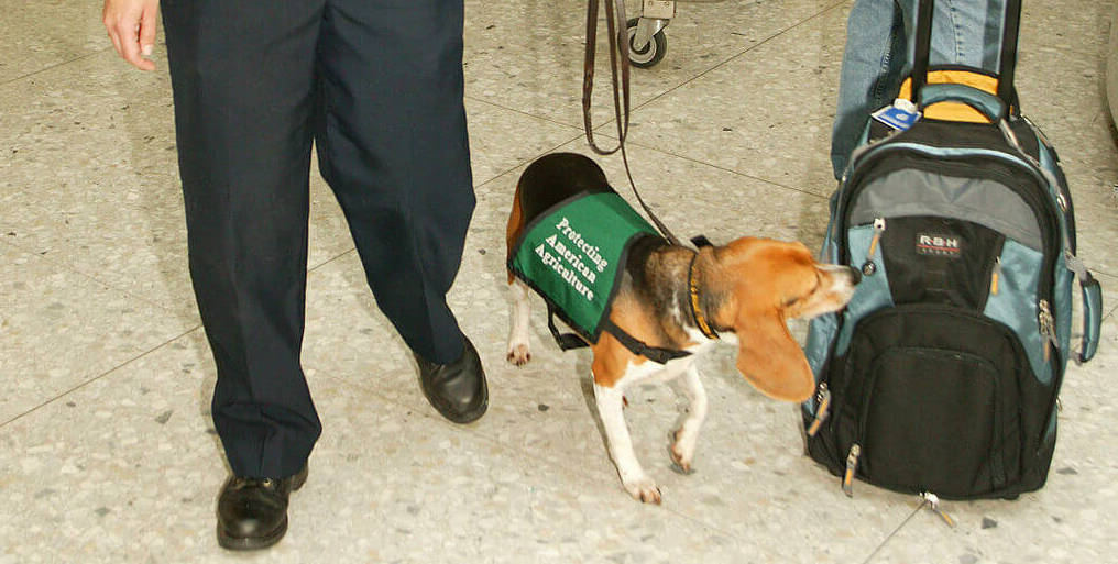 Beagle K9 sniffing luggage - best breeds for polIce dogs