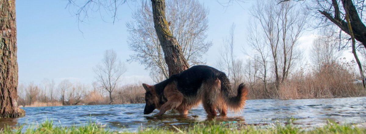 K9 stories shop