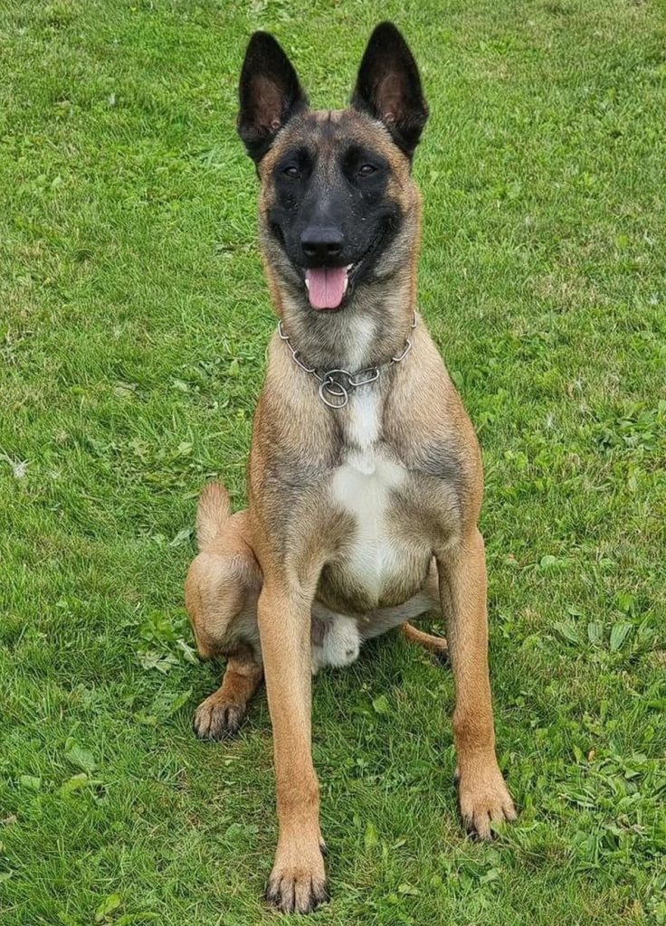 K9 Exo - died in the line of duty