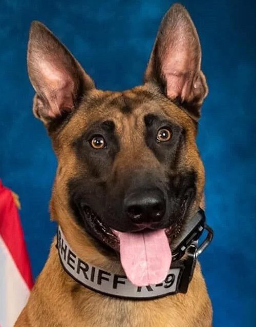 K9 Jinx - killed in the line of duty