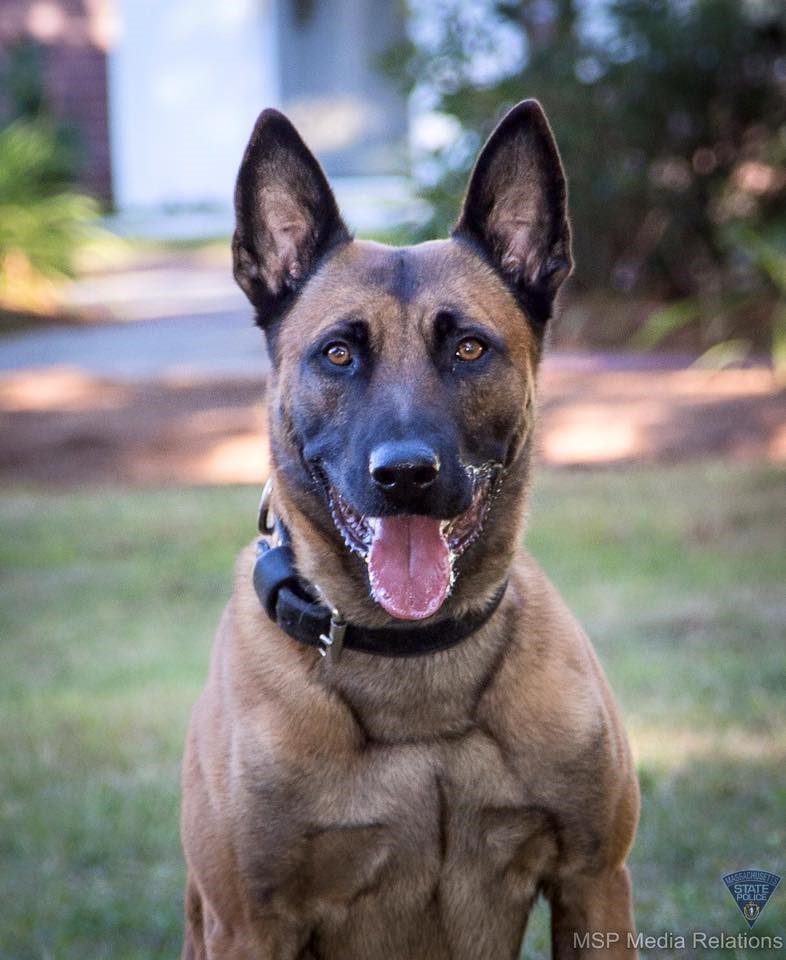 K9 Frankie Killed in the Line of Duty by Gunshot