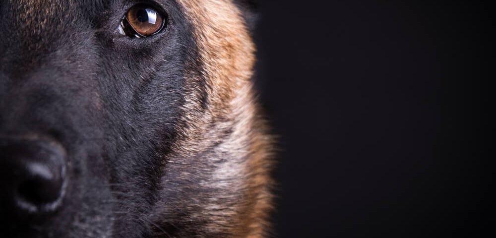 Malinois with dark background representing K9s who have died in the line of duty