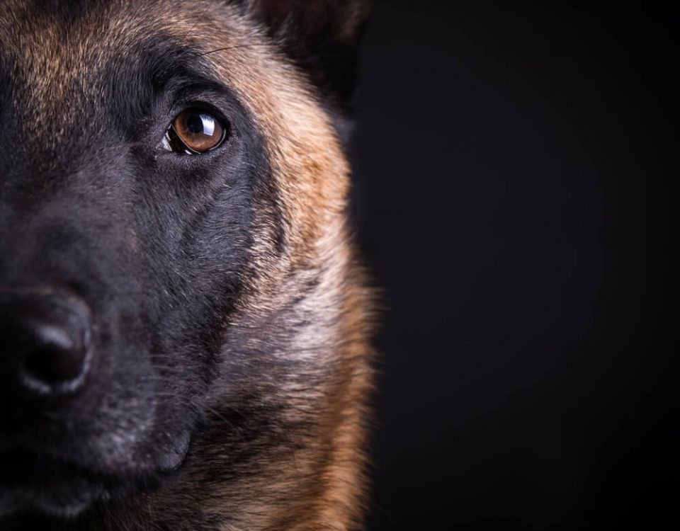 Malinois with dark background representing K9s who have died in the line of duty