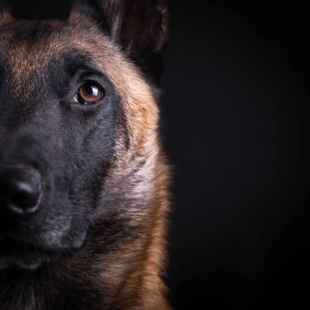 Malinois with dark background representing K9s who have died in the line of duty