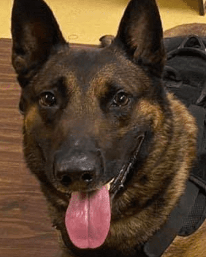 K9 killed by gunshot