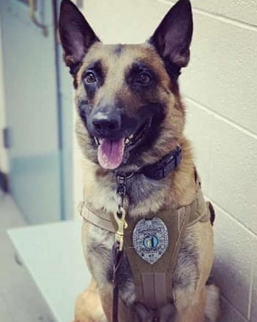 K9 Dash - killed in the line of duty by gunfire