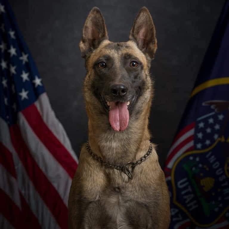 K9 Maya - from Utah - Killed by Gunshot