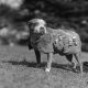 Military working dog Stubby