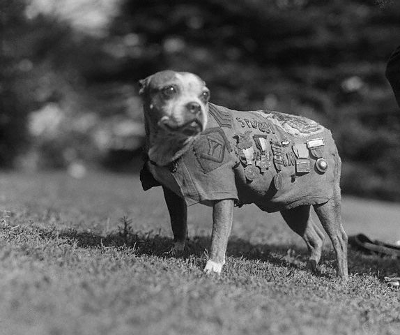 Military working dog Stubby