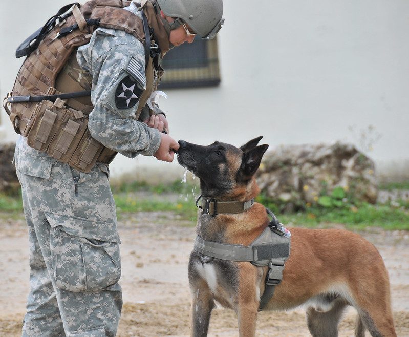 military working dog - specialized search dog